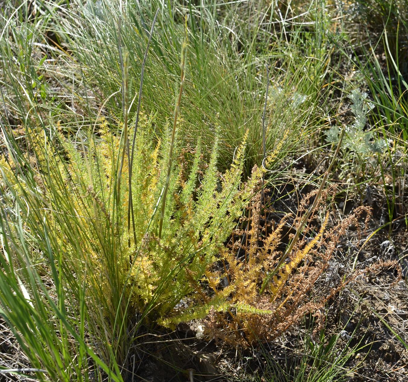 Image of Palimbia defoliata specimen.