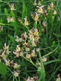 Juncus gerardi