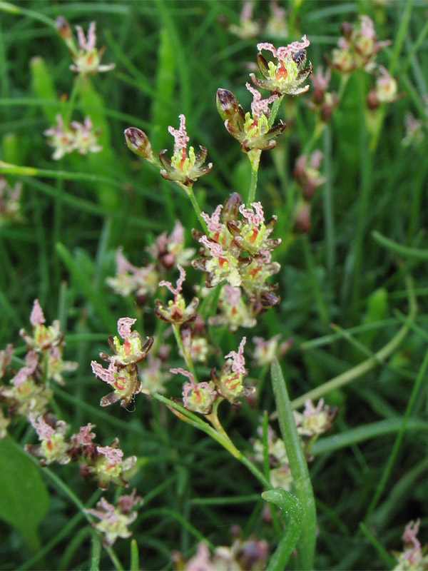 Image of Juncus gerardi specimen.