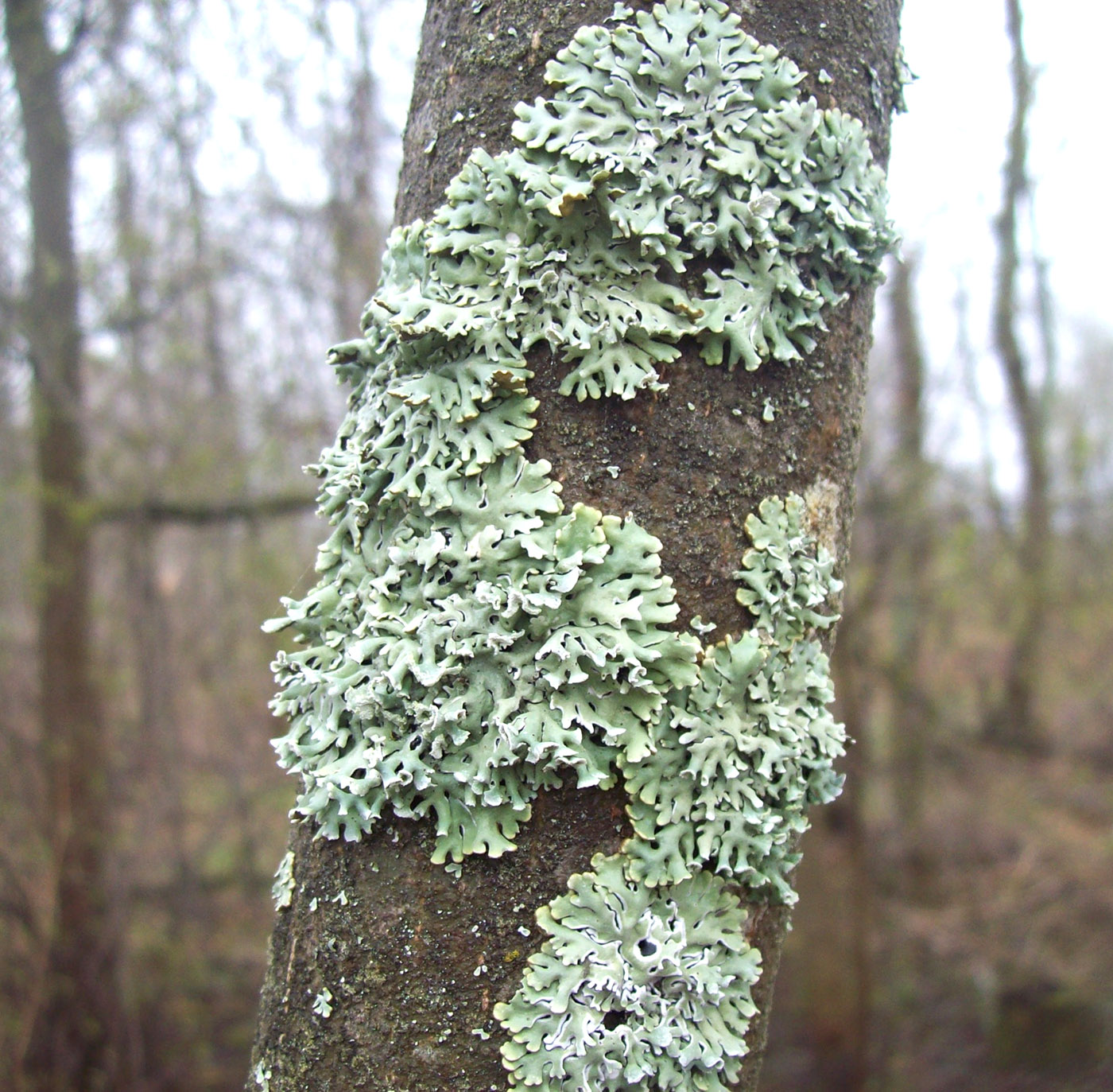 Image of Hypogymnia physodes specimen.
