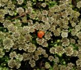 Marchantia polymorpha