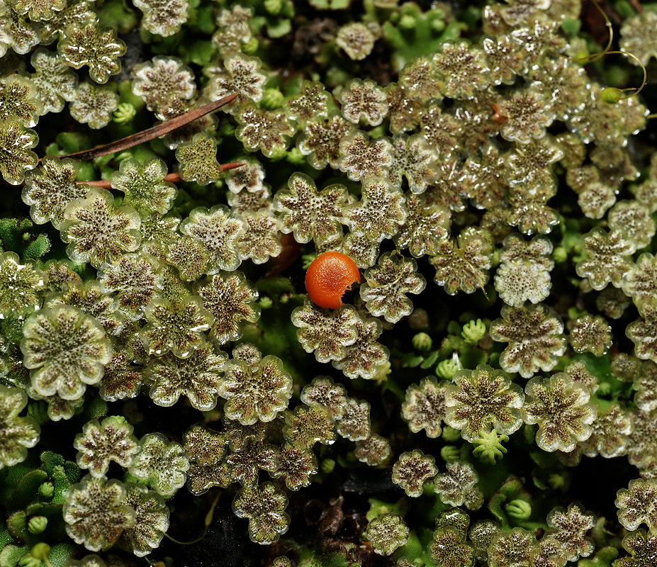 Изображение особи Marchantia polymorpha.