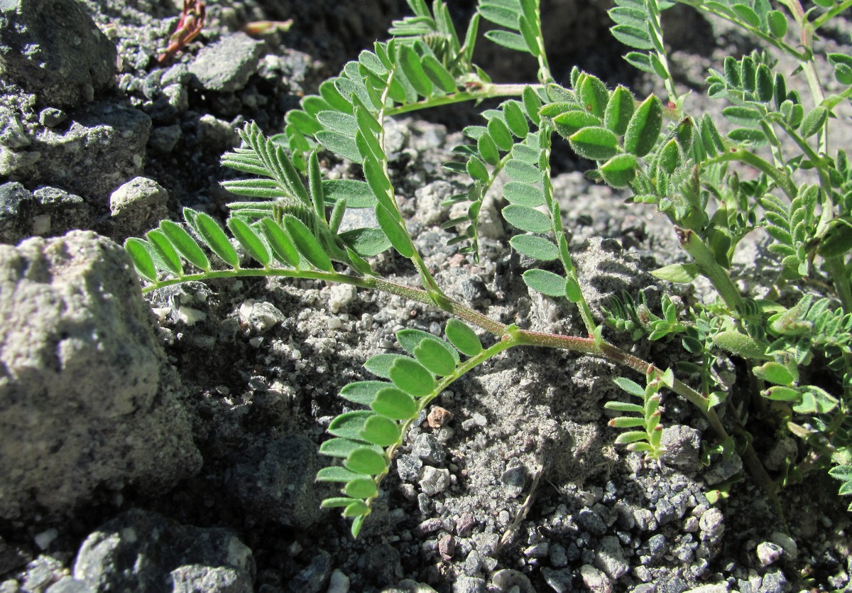 Изображение особи Vicia sosnowskyi.