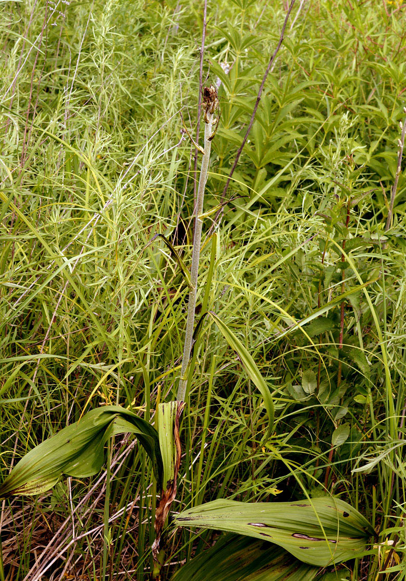 Image of Veratrum ussuriense specimen.