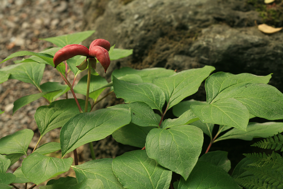 Image of Paeonia obovata specimen.