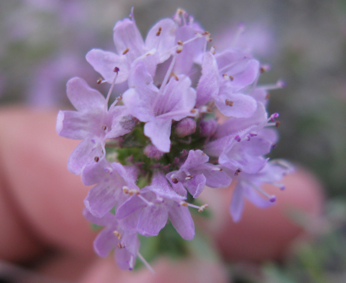 Image of Thymus dubjanskyi specimen.