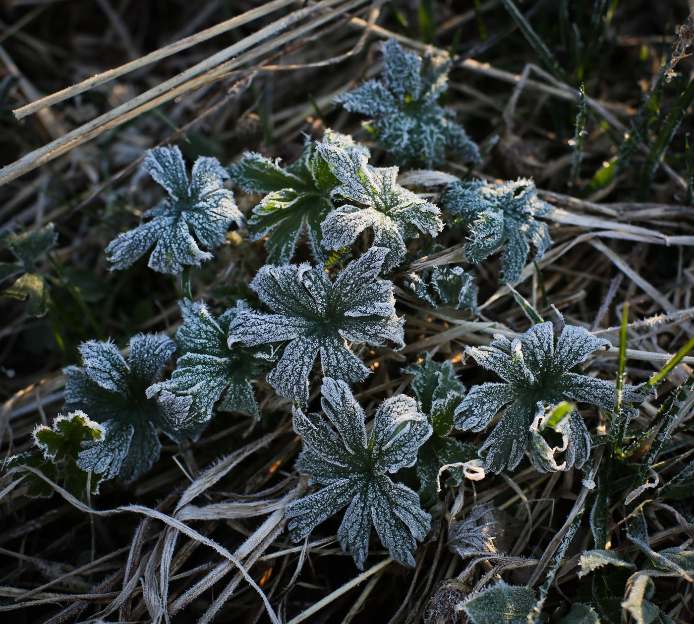 Изображение особи Trollius europaeus.