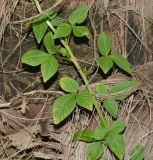 Cleome rutidosperma