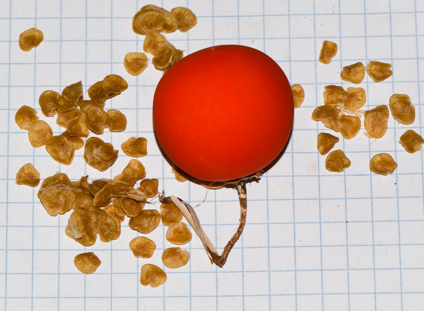 Image of familia Solanaceae specimen.