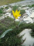 Tulipa australis. Цветущее растение. Краснодарский край, окр. г. Новороссийск, хр. Маркотх, открытый склон. 17 апреля 2014 г.