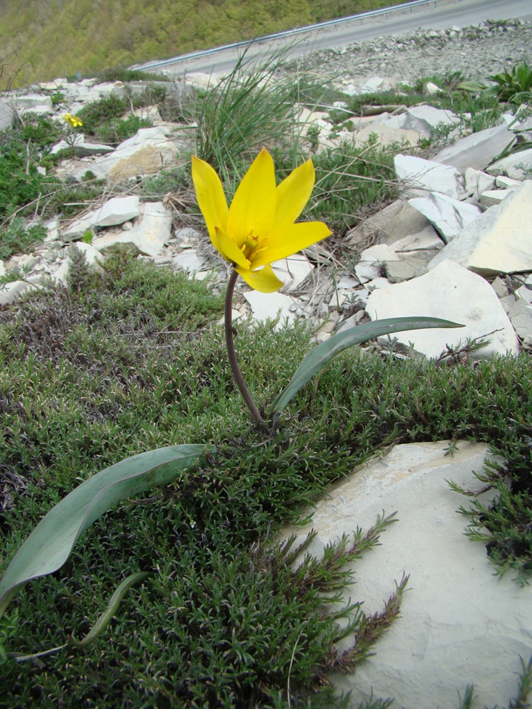 Image of Tulipa australis specimen.