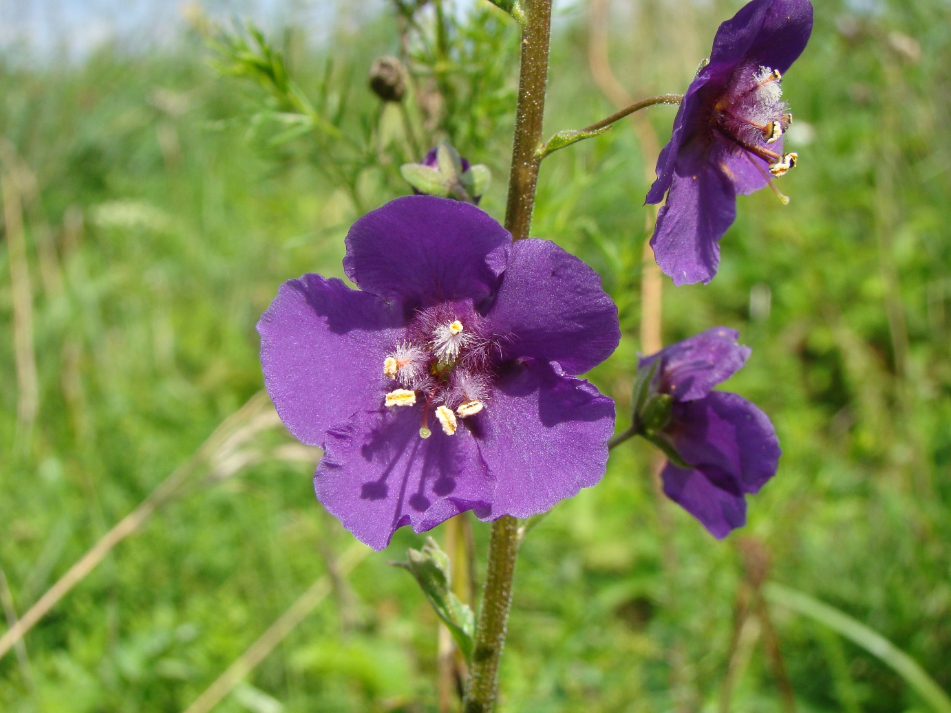 Image of Verbascum phoeniceum specimen.