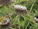 Carlina acaulis