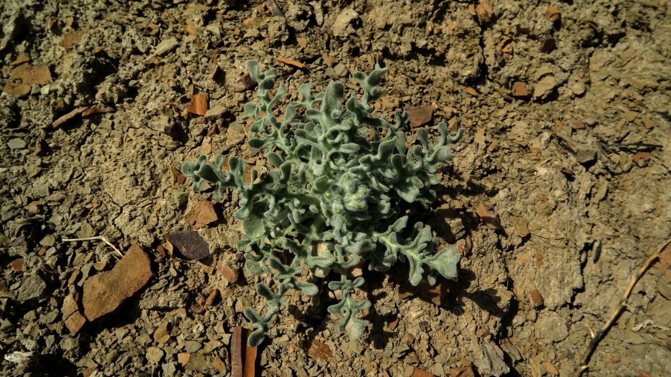 Image of Matthiola odoratissima specimen.