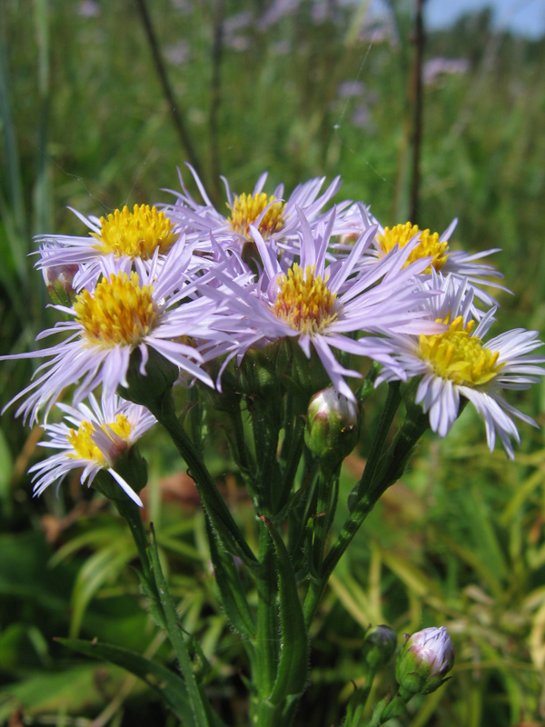 Image of Tripolium pannonicum ssp. tripolium specimen.