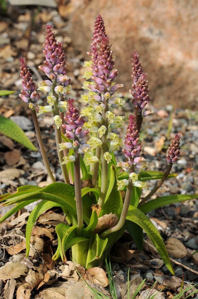 Изображение особи Lachenalia pallida.