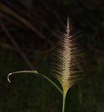 Pennisetum polystachion