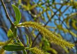 genus Salix