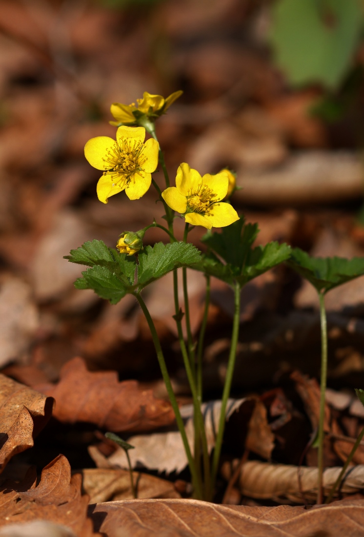 Изображение особи Waldsteinia ternata ssp. maximowicziana.