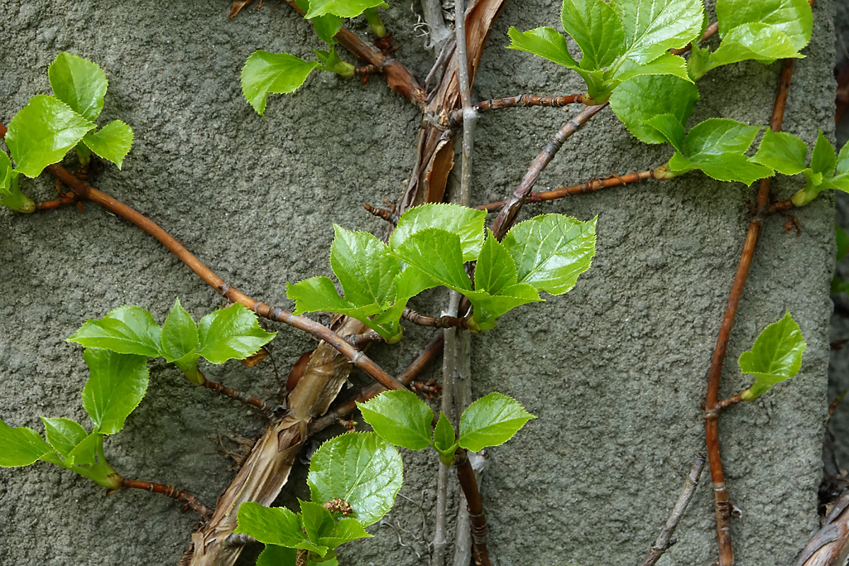 Изображение особи Hydrangea petiolaris.