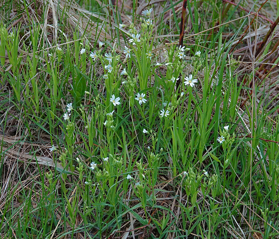 Image of Stellaria holostea specimen.