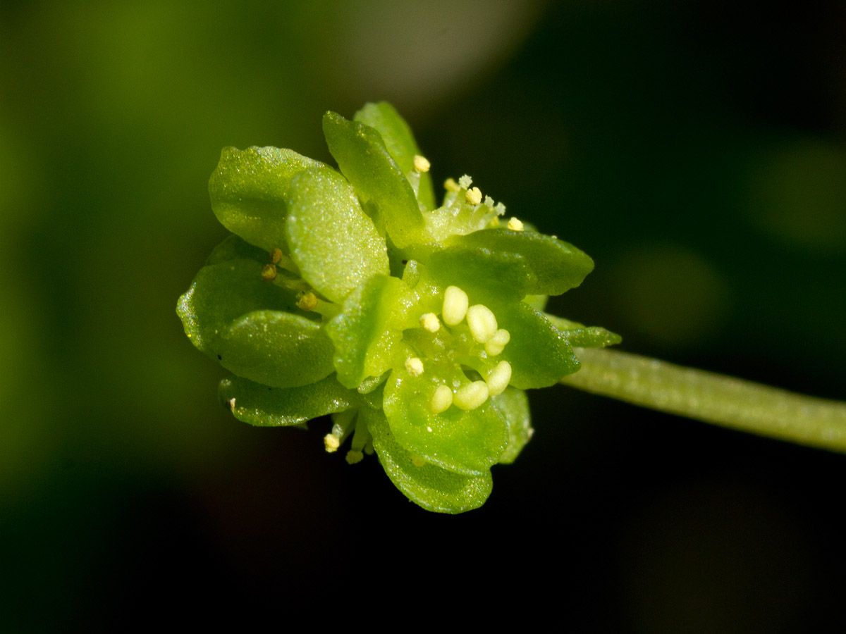 Image of Adoxa moschatellina specimen.