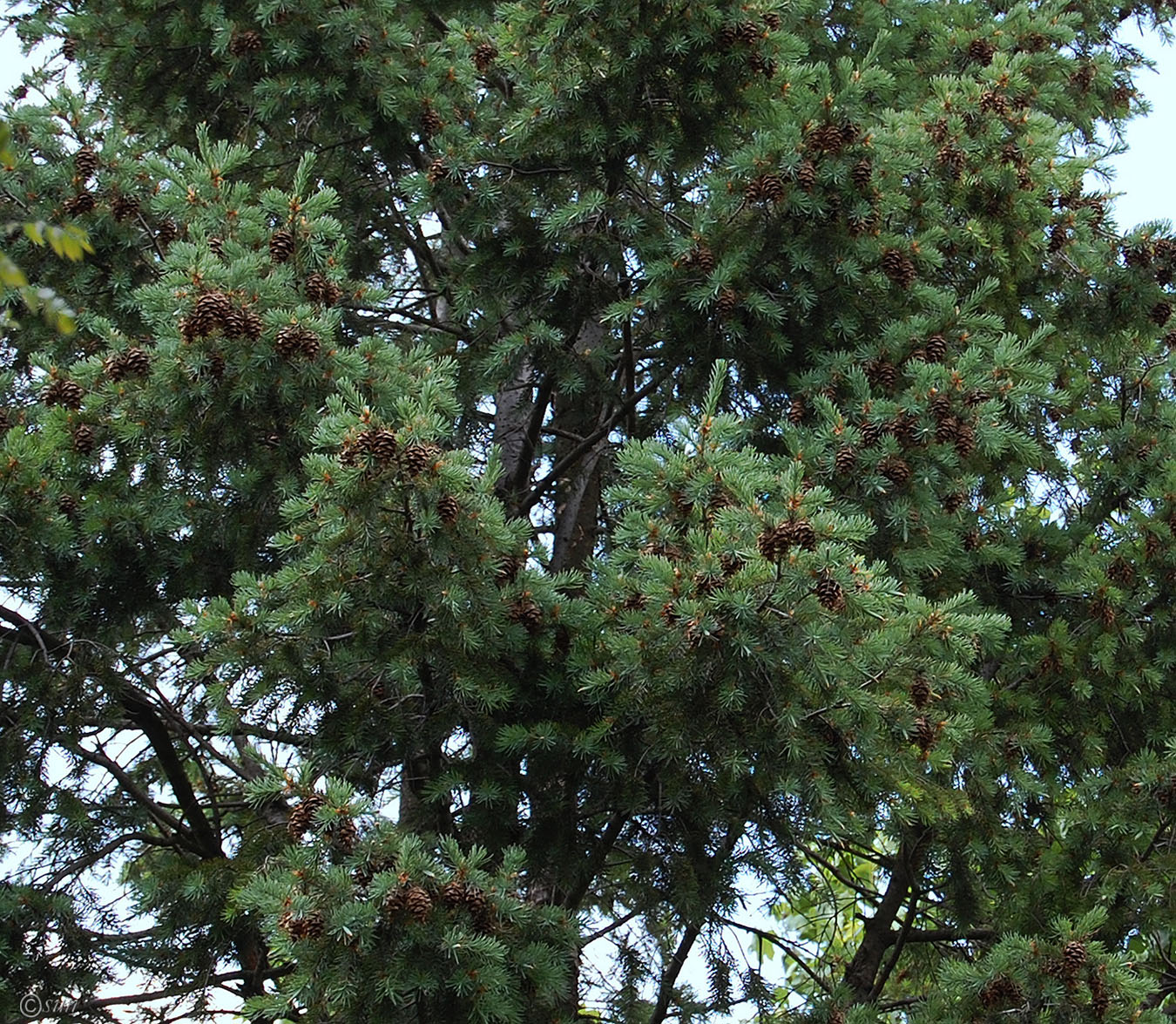 Изображение особи Pseudotsuga menziesii.