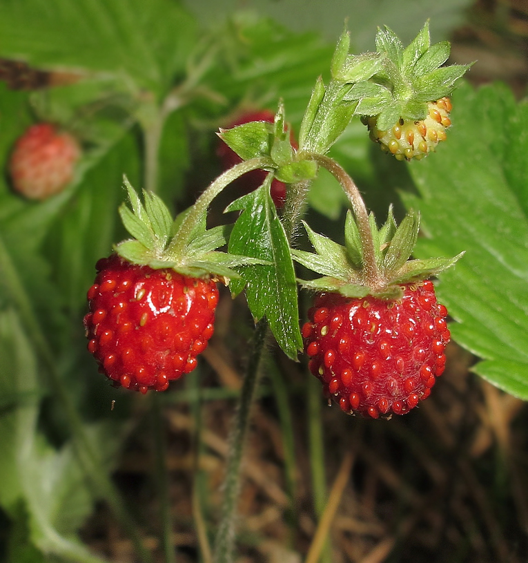Изображение особи Fragaria vesca.