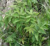 Filipendula ulmaria. Молодые листья. Ярославская обл., Переславский р-н, с. Большая Брембола, болотистый луг у р. Ветлянка. 08.06.2017.