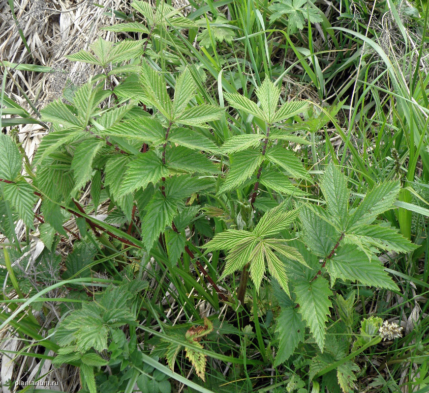 Изображение особи Filipendula ulmaria.