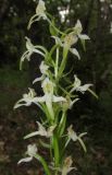 Platanthera × hybrida. Верхушка соцветия. Краснодарский край, м/о город-курорт Геленджик, окр. хут. Джанхот, гора Святая Нина, горельник в сосновом лесу. 10 июня 2017 г.