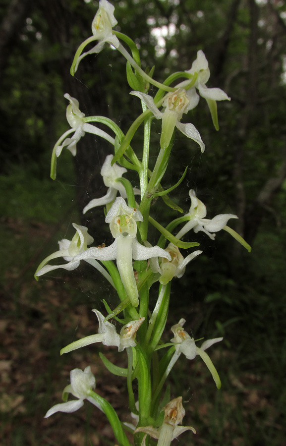 Image of Platanthera &times; hybrida specimen.