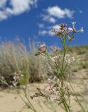 Asperula danilewskiana