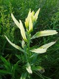 Cirsium setosum