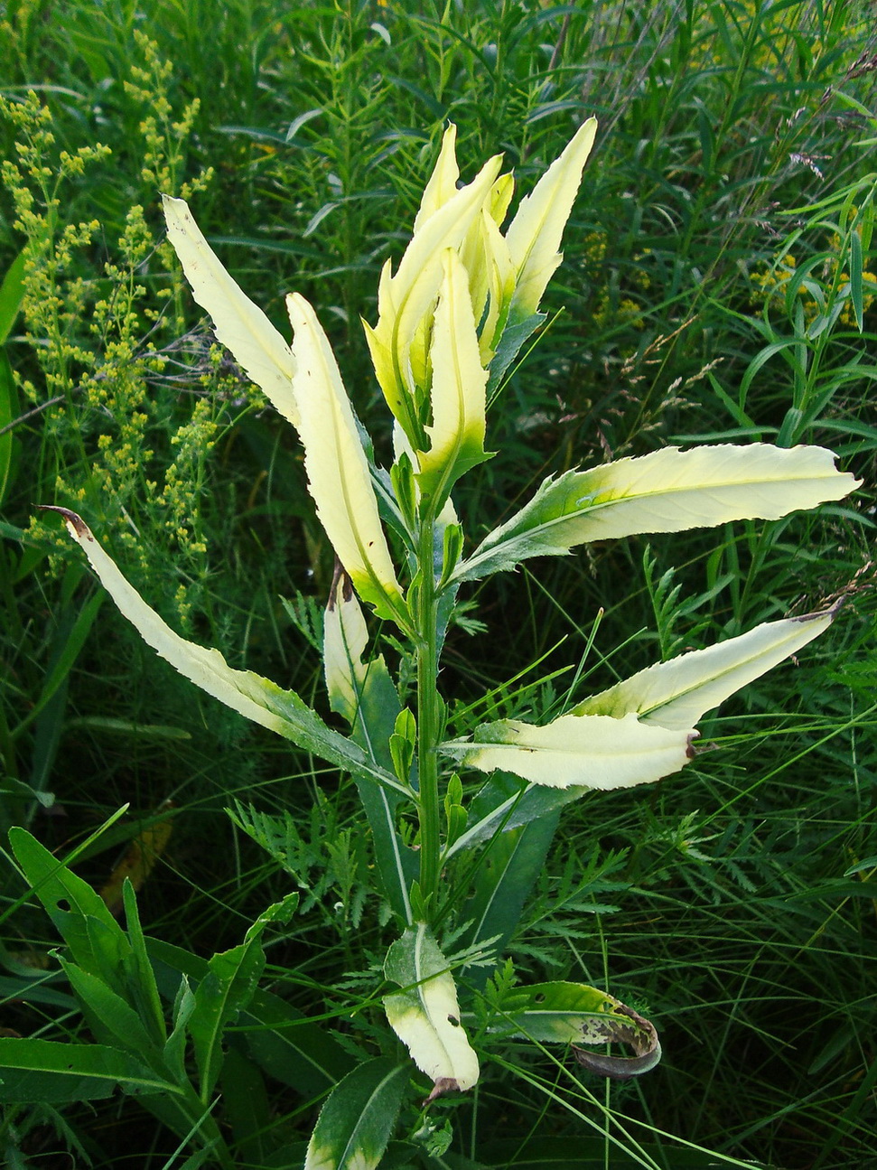 Image of Cirsium setosum specimen.