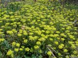 Alyssum umbellatum