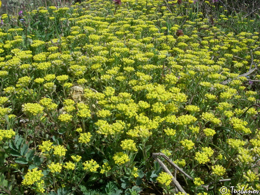 Image of Alyssum umbellatum specimen.
