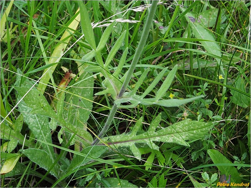 Изображение особи Knautia arvensis.