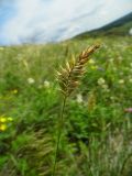 Agropyron pectinatum