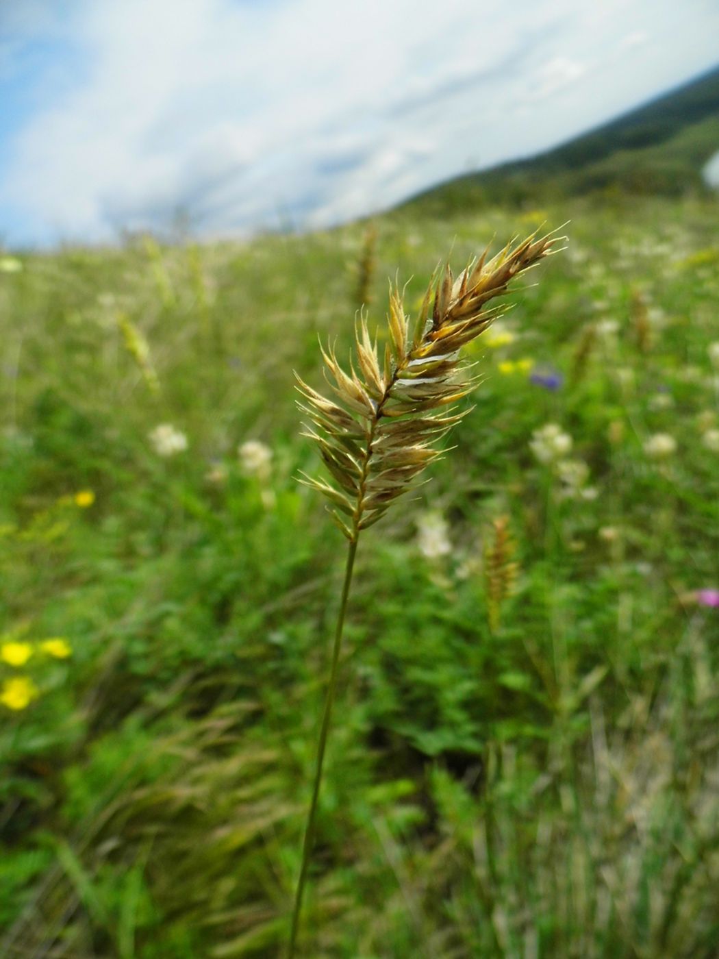 Изображение особи Agropyron pectinatum.