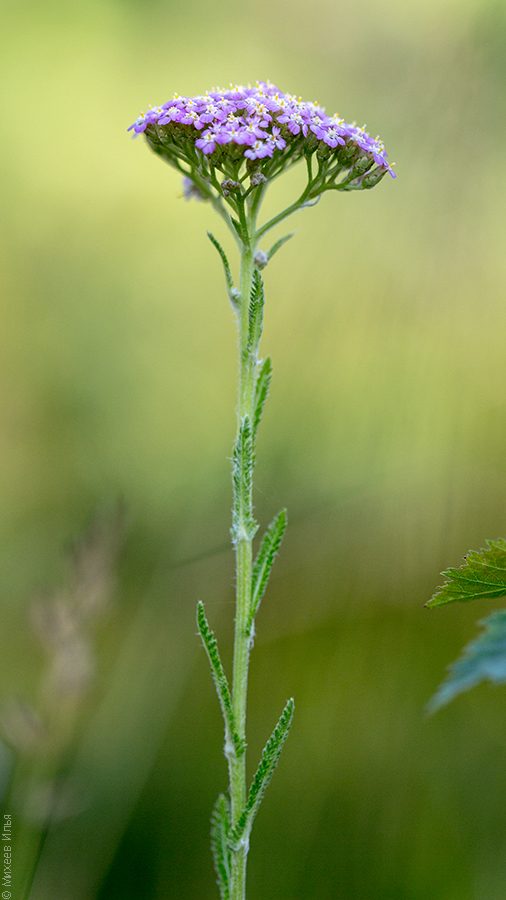 Image of Achillea millefolium specimen.