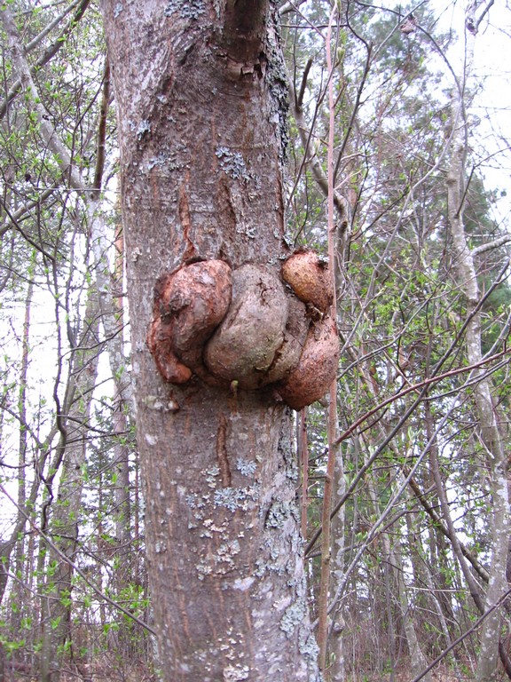 Image of Alnus incana specimen.