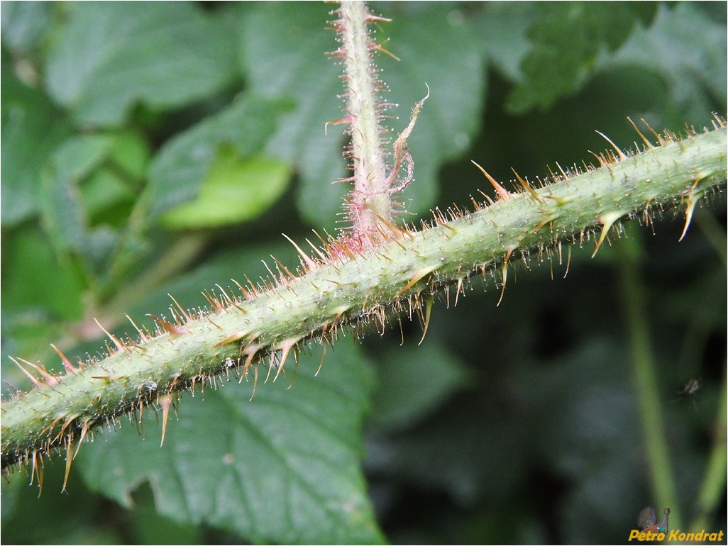 Изображение особи Rubus serpens.