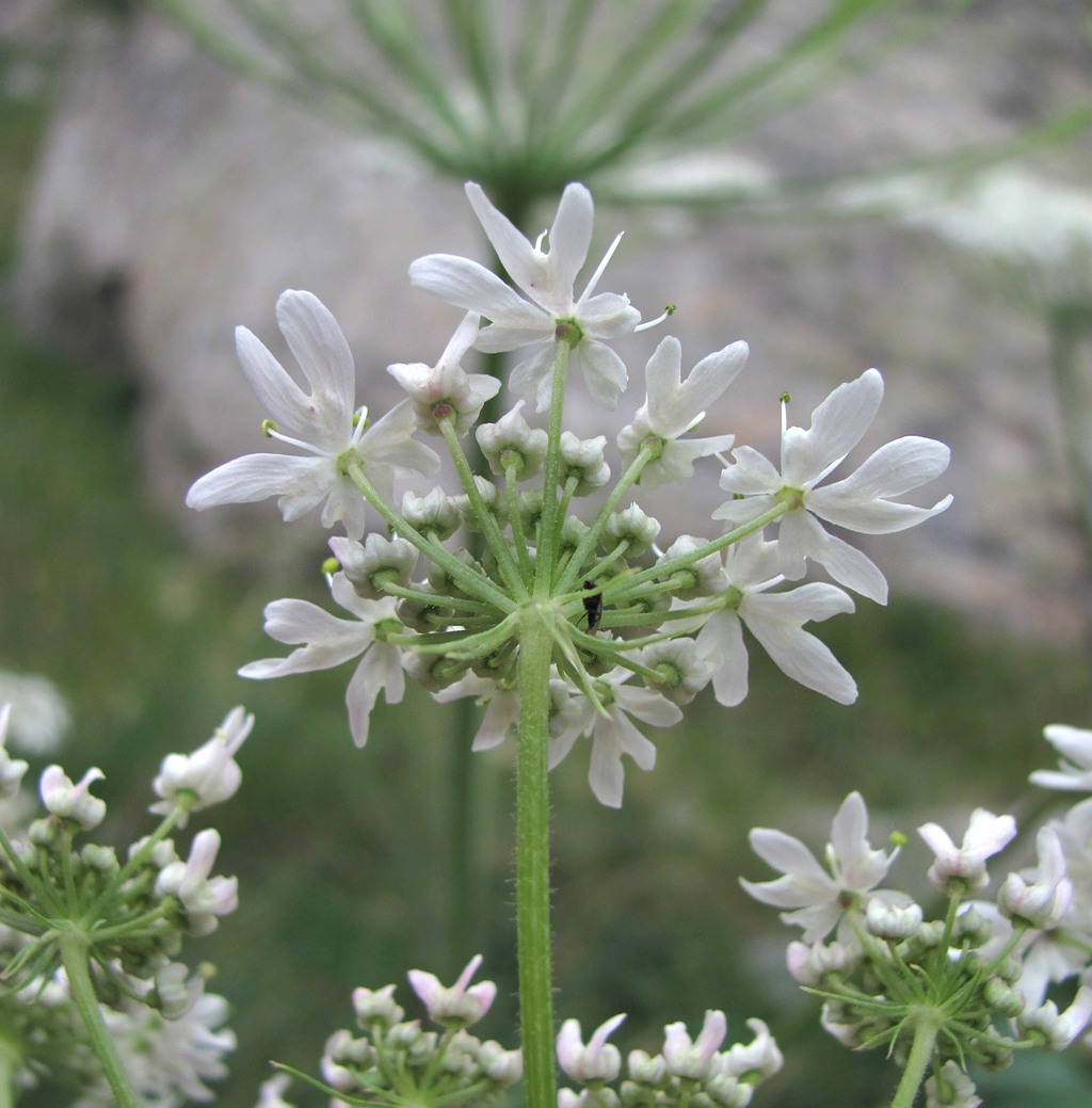 Изображение особи Heracleum freynianum.