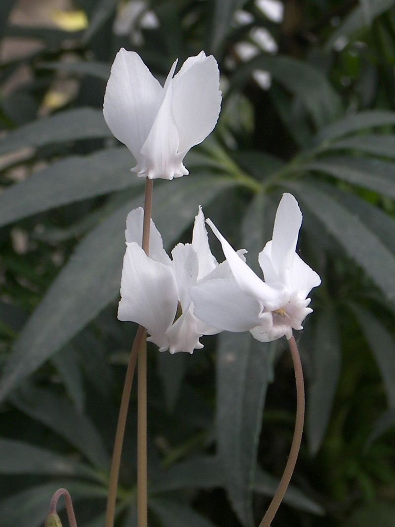 Изображение особи Cyclamen hederifolium.