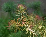 Euphorbia cyparissias