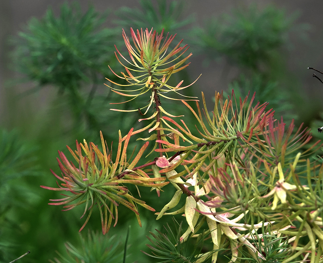 Изображение особи Euphorbia cyparissias.