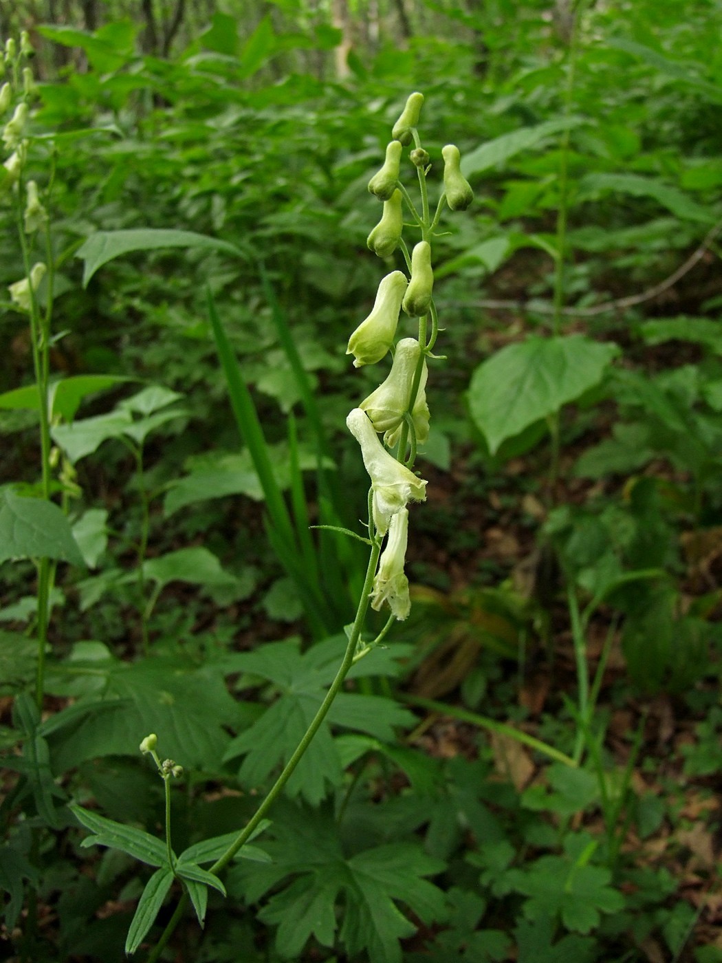 Изображение особи Aconitum ajanense.