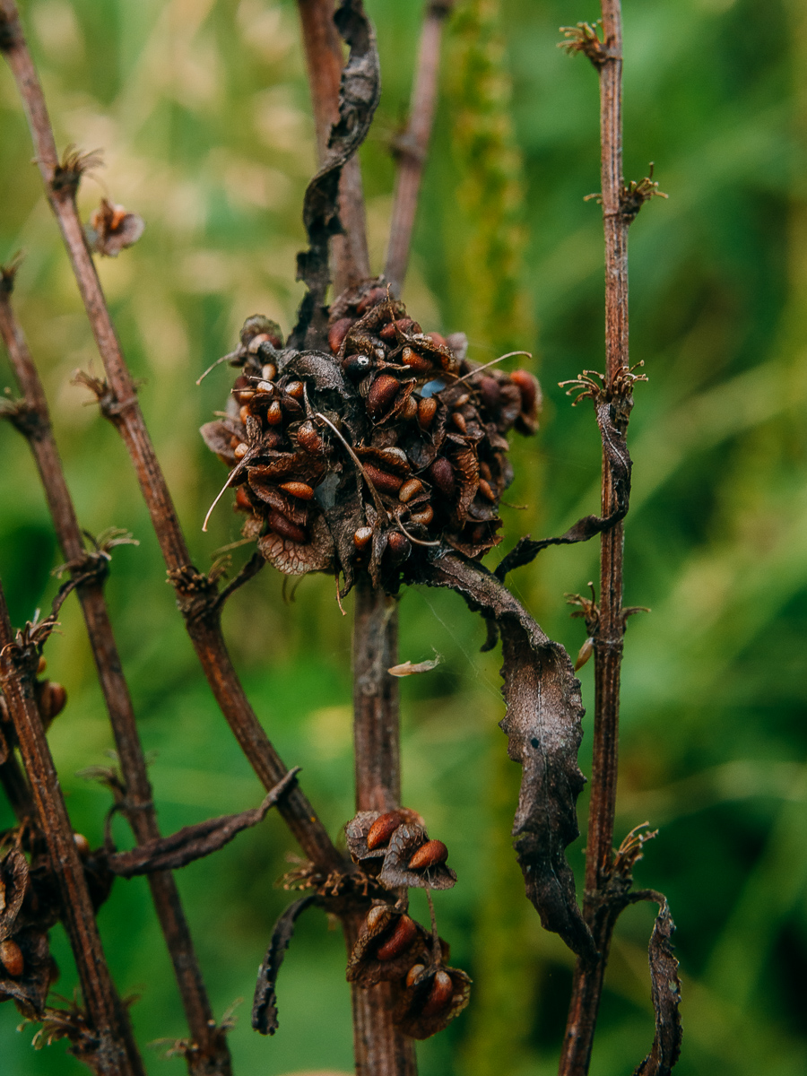 Изображение особи Rumex crispus.