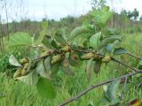 Betula ovalifolia. Ветвь с соплодиями. Хабаровский край, р-н им. Лазо, окр. ст. Кругликово, 3-й км Оборской ветки, марь (голубичники). 15.07.2012.